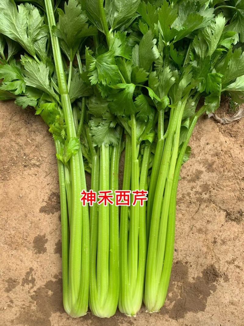 神禾文图拉西芹种子国外引进原种芹菜种籽叶柄实心颜色黄绿