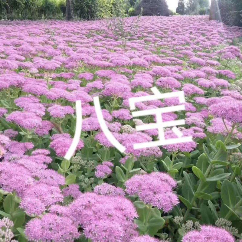 景天，德国景天，三七景天，八宝景天，卧茎景天，红景天