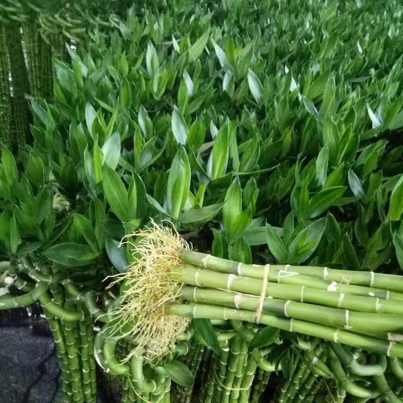 富贵竹，弯竹，转运竹，（2024.2月新货，品质保证）