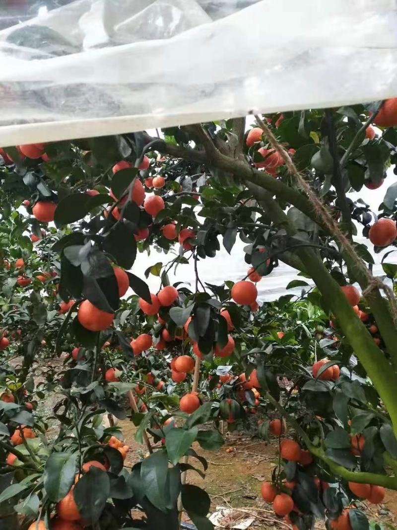 沃甘大量有货中等货