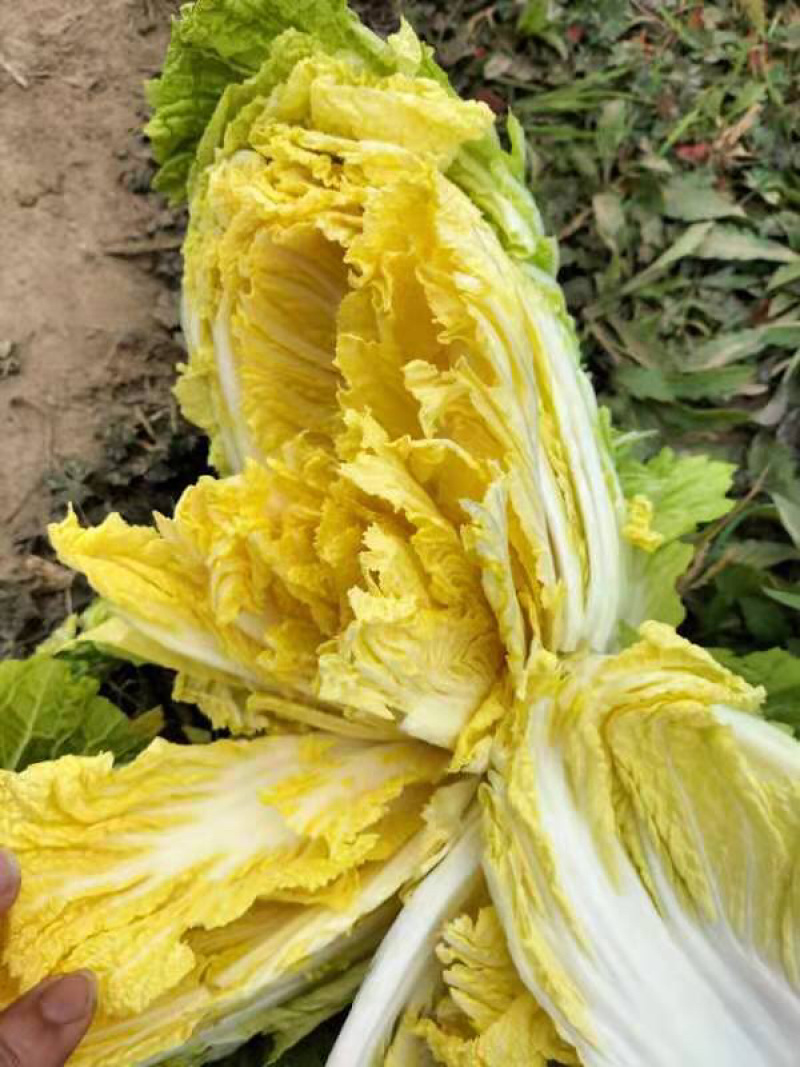 湖北黄心大白菜，产地直供，一手货源，量大优惠欢迎实地考察