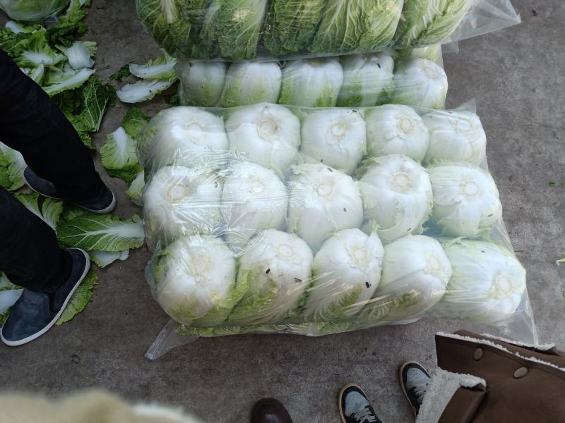 云南大白菜，产地直发，品质保证