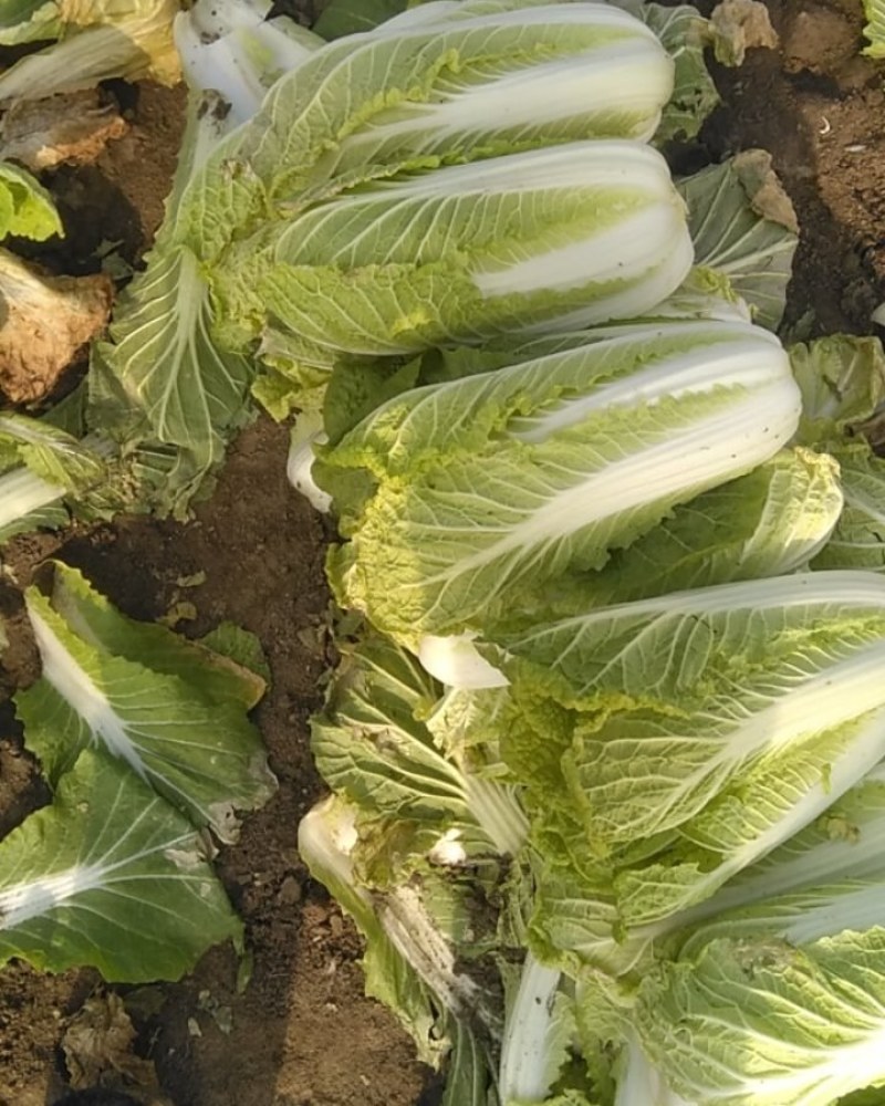 小拱棚娃娃菜，自家种植