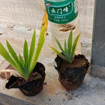 临胊宿根花卉基地