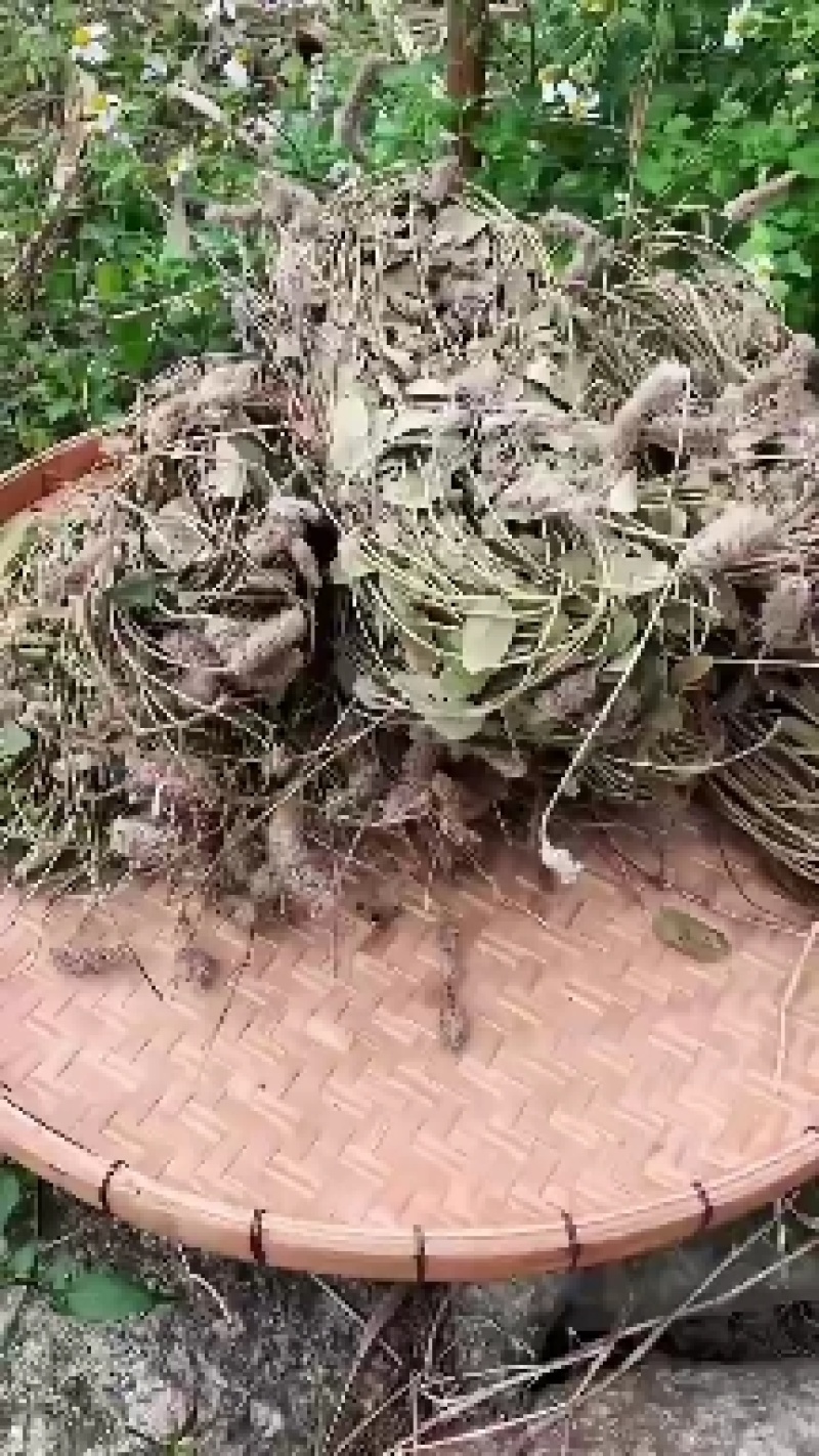 火爆全网的羊咩香，狸尾草100克，干货，100元包邮