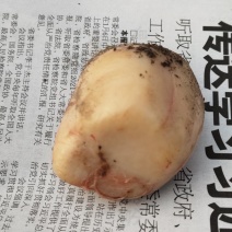 狗宝