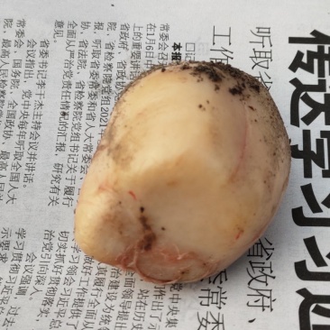 狗宝