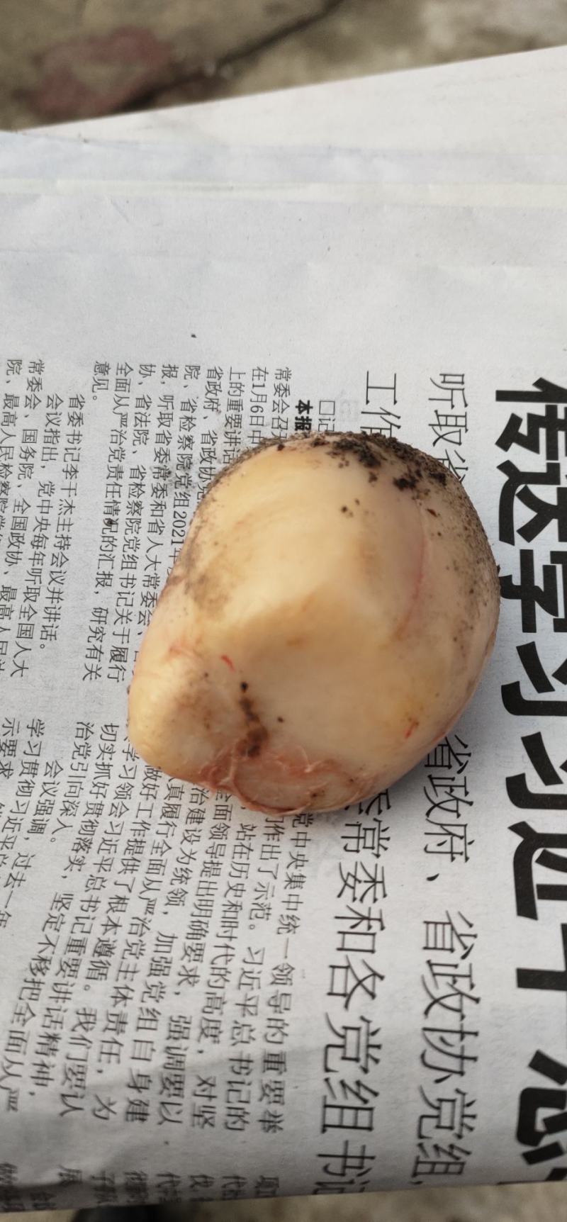 狗宝