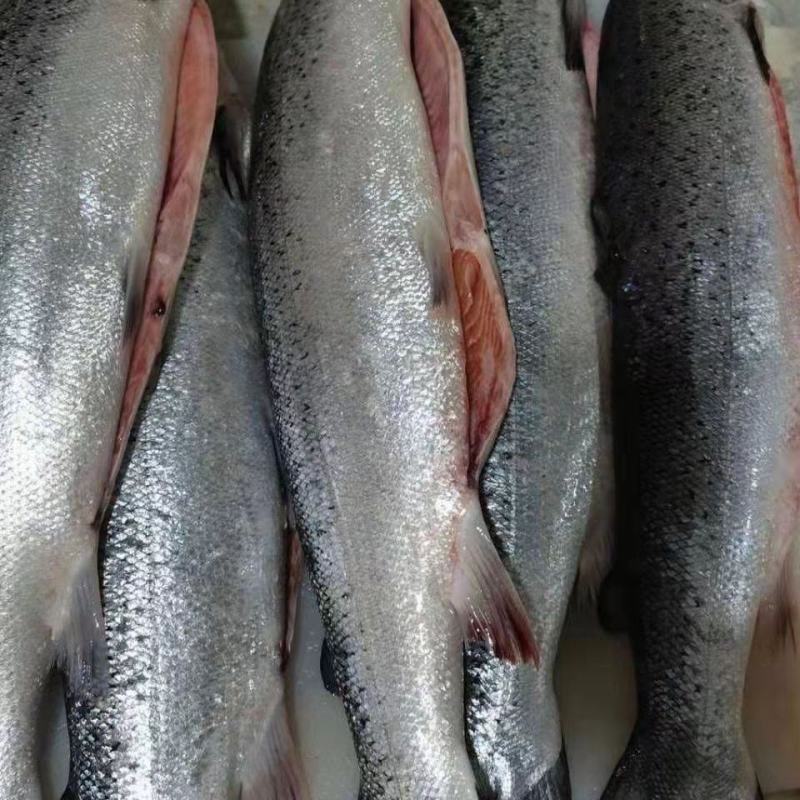 大量供应三文鱼整条刺身日料寿司可免费开片货源充足