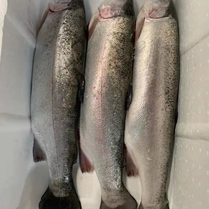 大量供应三文鱼整条刺身日料寿司可免费开片货源充足