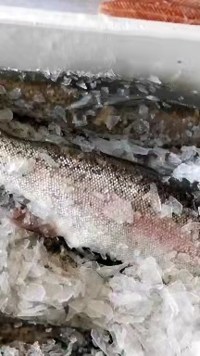 大量供应三文鱼整条刺身日料寿司可免费开片货源充足