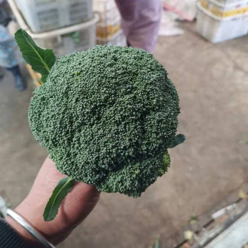 高原精品西兰花，产地直发，量大保质