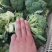 高原精品西兰花，产地直发，量大保质