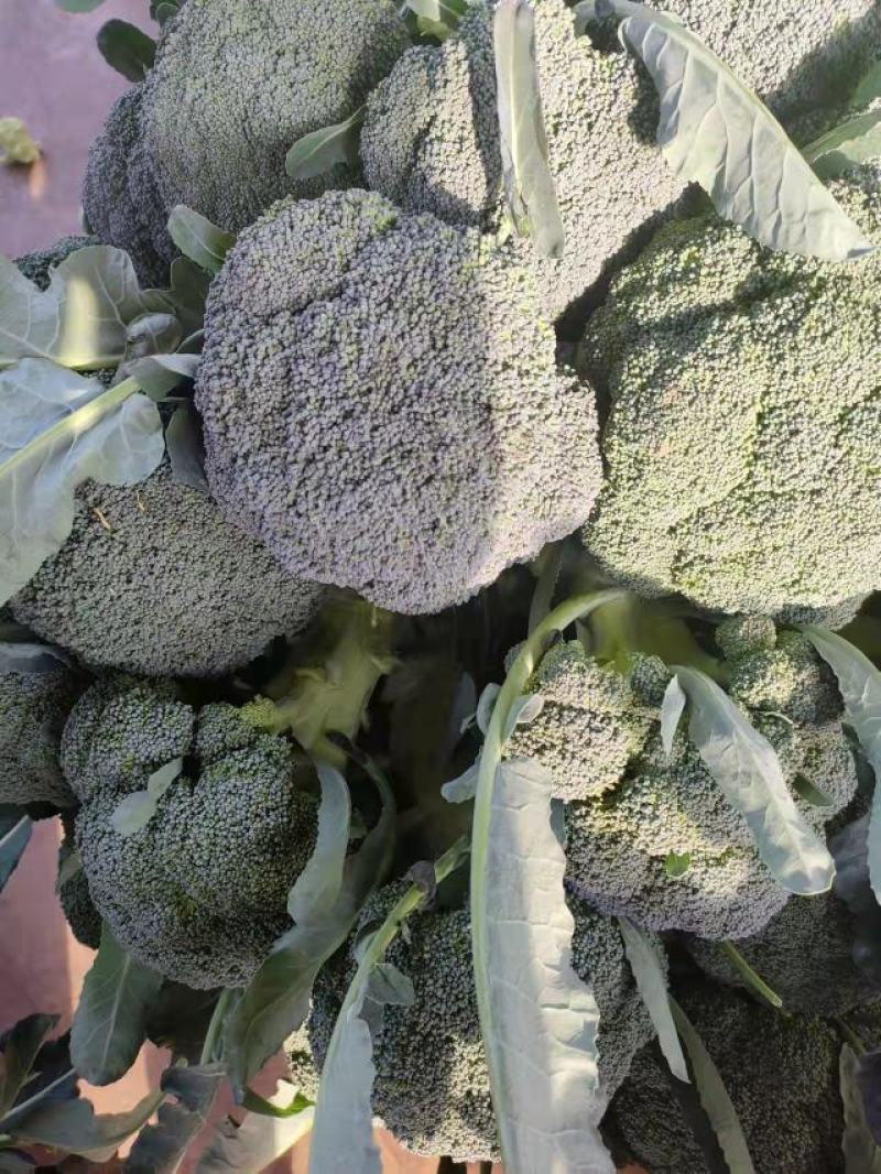 高原精品西兰花，产地直发，量大保质