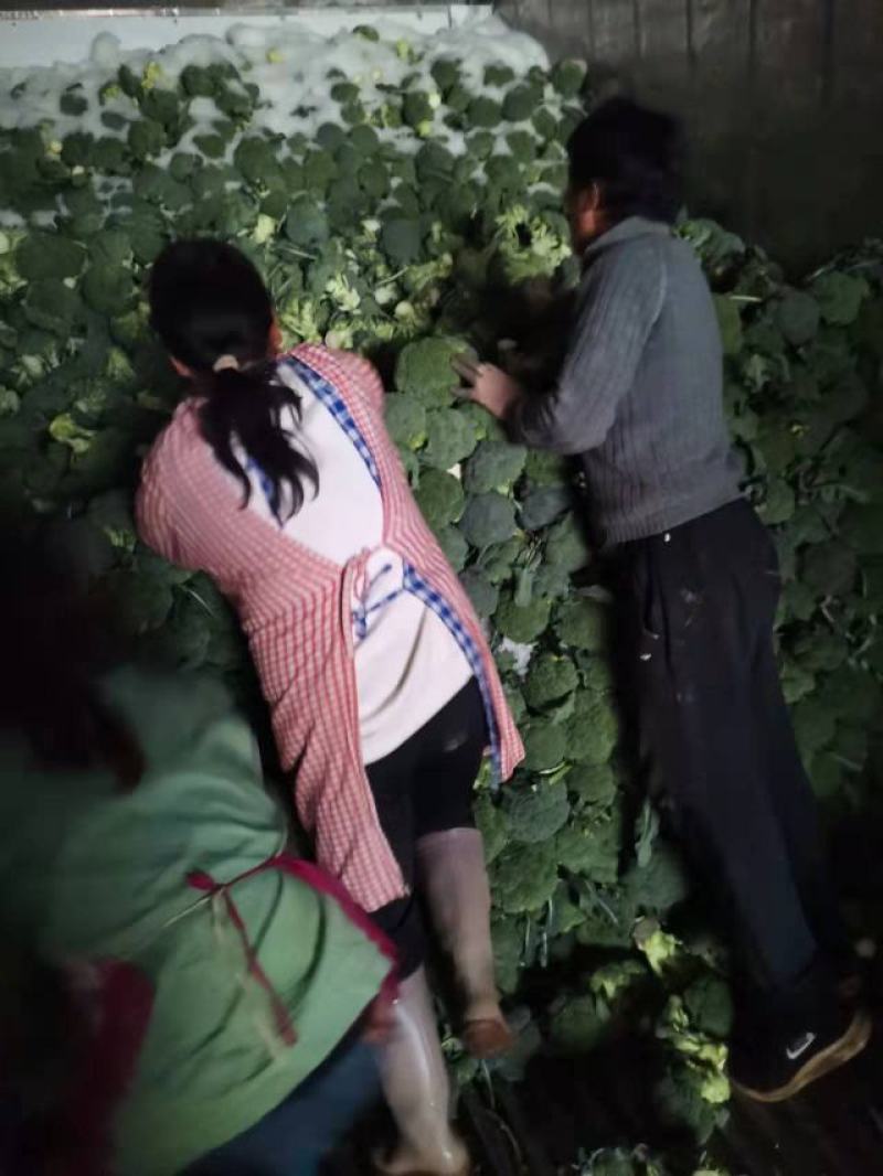 高原精品西兰花，产地直发，量大保质