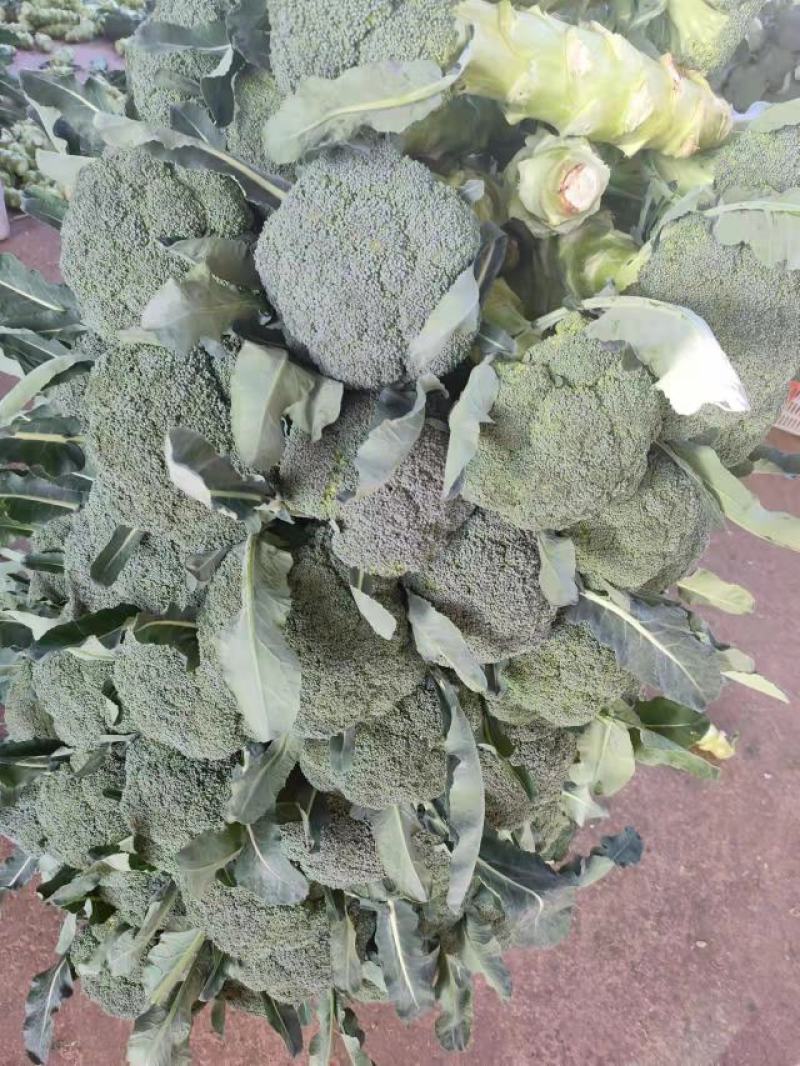 高原精品西兰花，产地直发，量大保质
