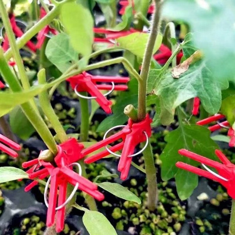 嫁接夹子西瓜茄子黄瓜蟹爪兰嫁接专用夹子平口圆口蔬菜瓜果