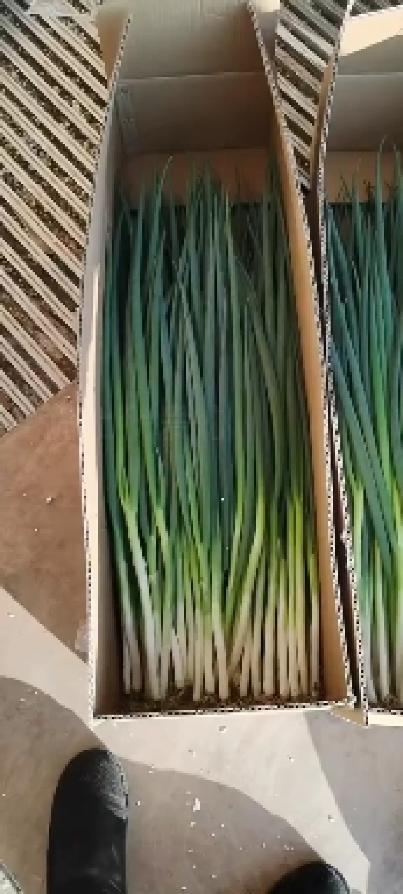 大连香葱大量上市，欢迎各位老板前来采购，