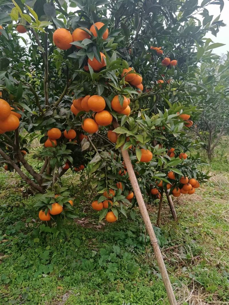 四川沃柑大量上市，纯甜化渣，果肉细腻，水份足，一手货源