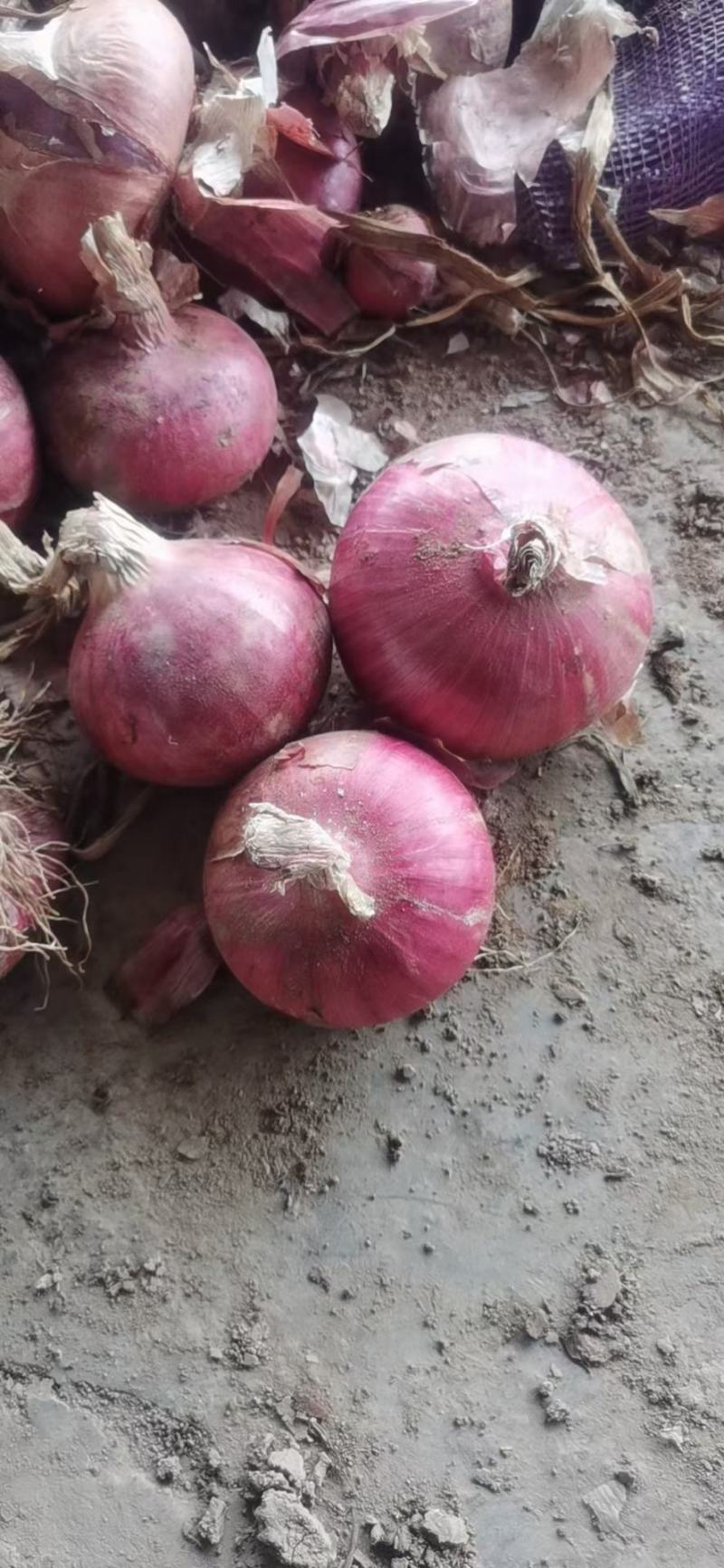 聊城二红脱水洋葱