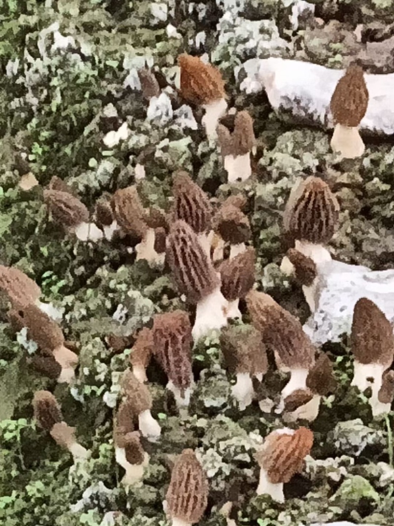 新鲜羊肚菌现摘现卖，一件也代发哦
