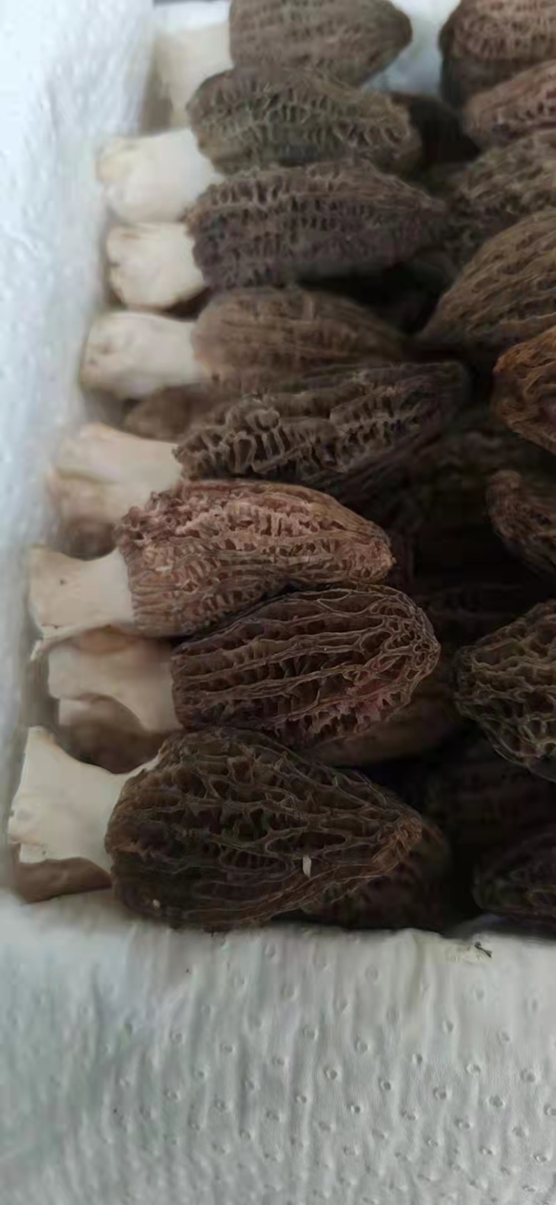 新鲜羊肚菌现摘现卖，一件也代发哦