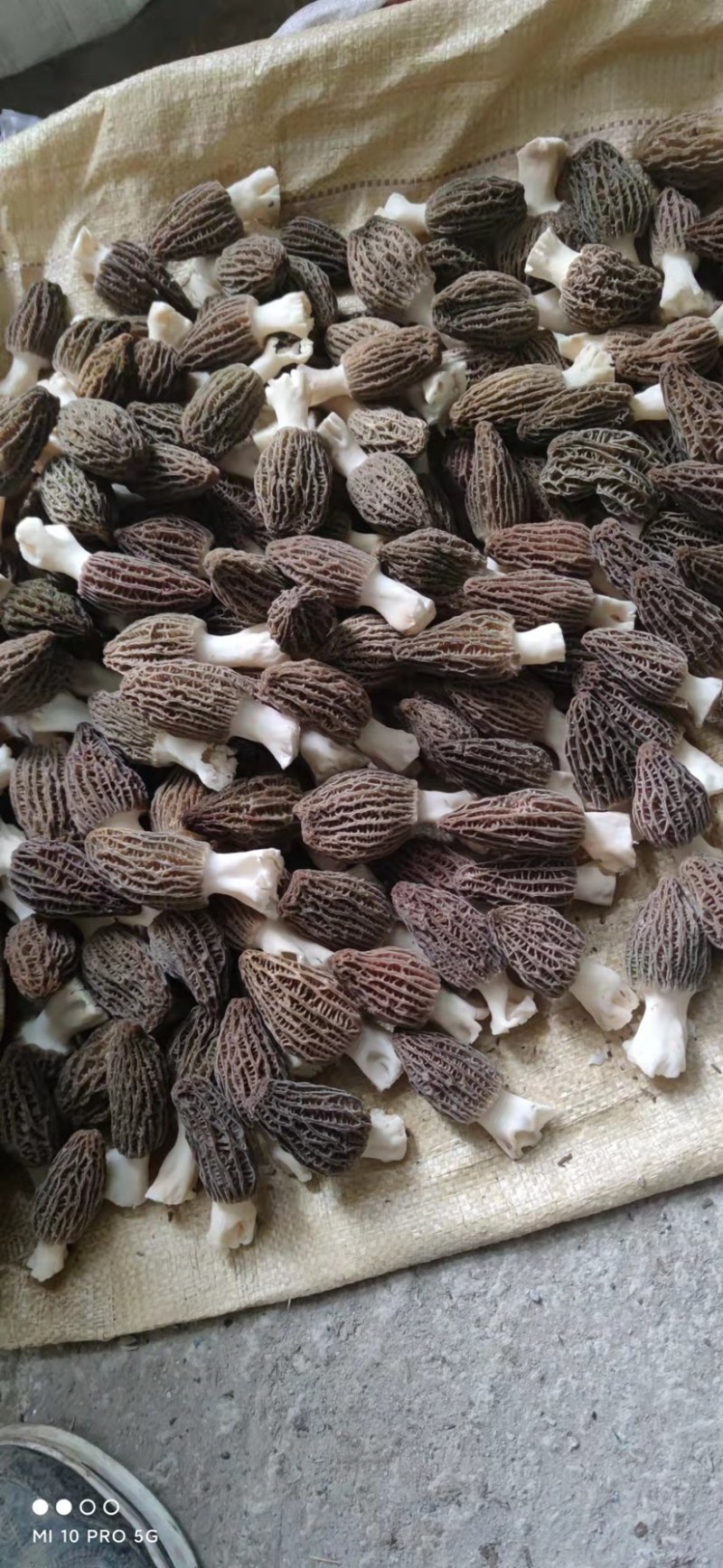 新鲜羊肚菌现摘现卖，一件也代发哦