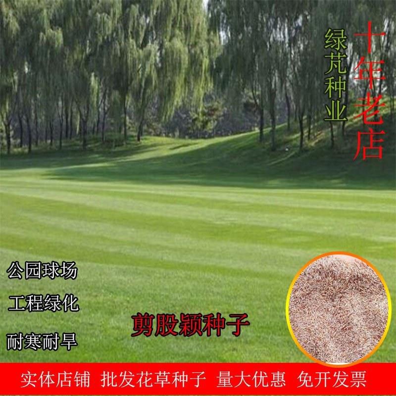 剪股颖种子草坪种子低矮庭院别墅球场公园绿化耐践踏草