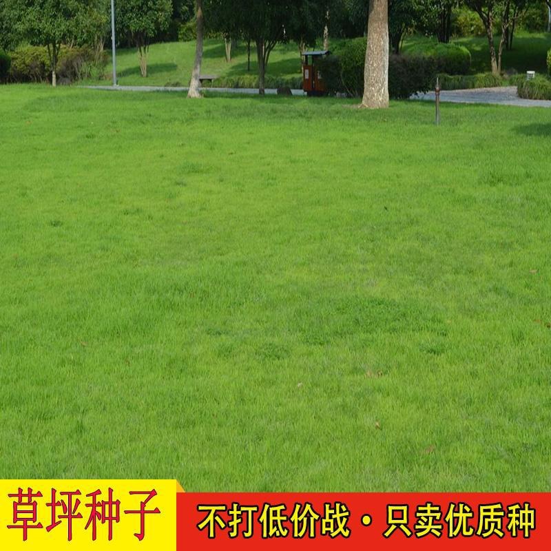 剪股颖种子草坪种子低矮庭院别墅球场公园绿化耐践踏草