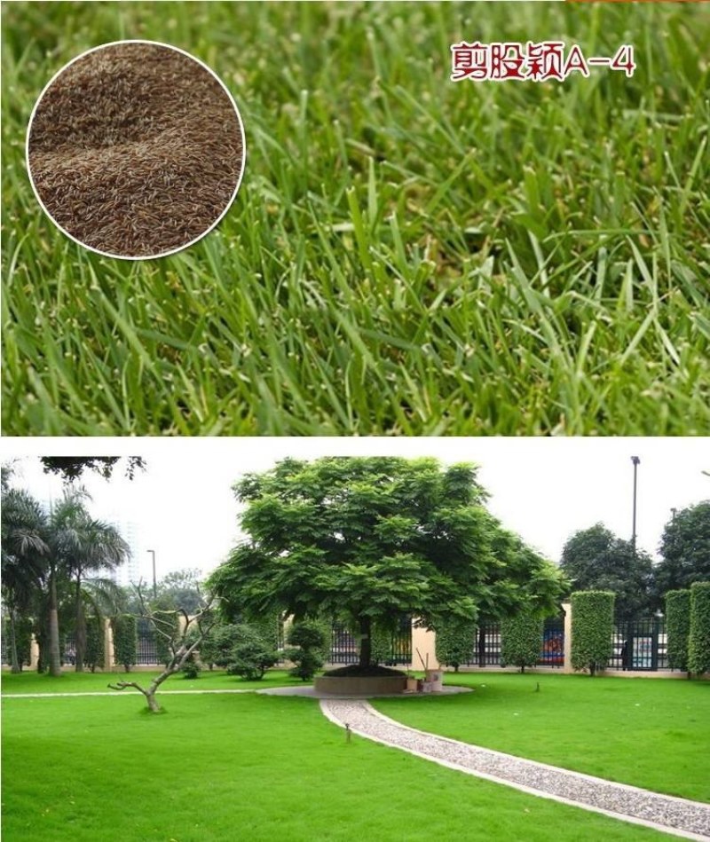 剪股颖种子草坪种子低矮庭院别墅球场公园绿化耐践踏草