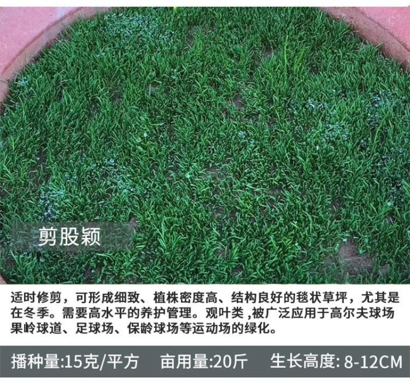 剪股颖种子草坪种子低矮庭院别墅球场公园绿化耐践踏草