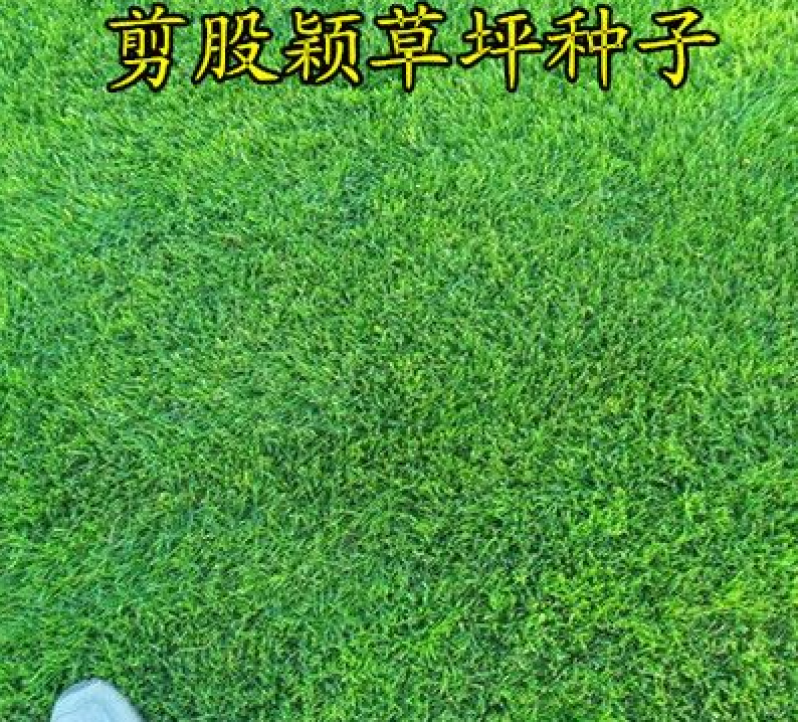 剪股颖种子草坪种子低矮庭院别墅球场公园绿化耐践踏草