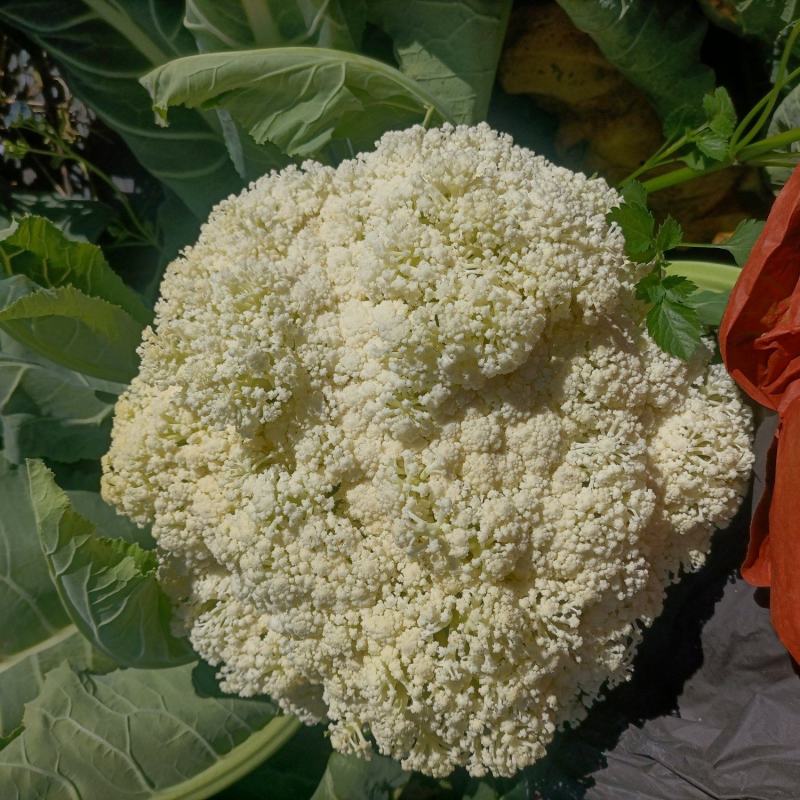 松花菜陕西基地直供一手货源品质保证诚信经营！