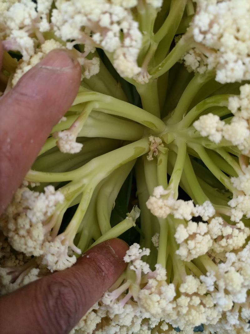 松花菜陕西基地直供一手货源品质保证诚信经营！