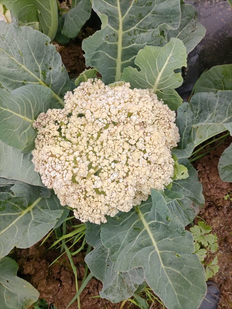 松花菜陕西基地直供一手货源品质保证诚信经营！