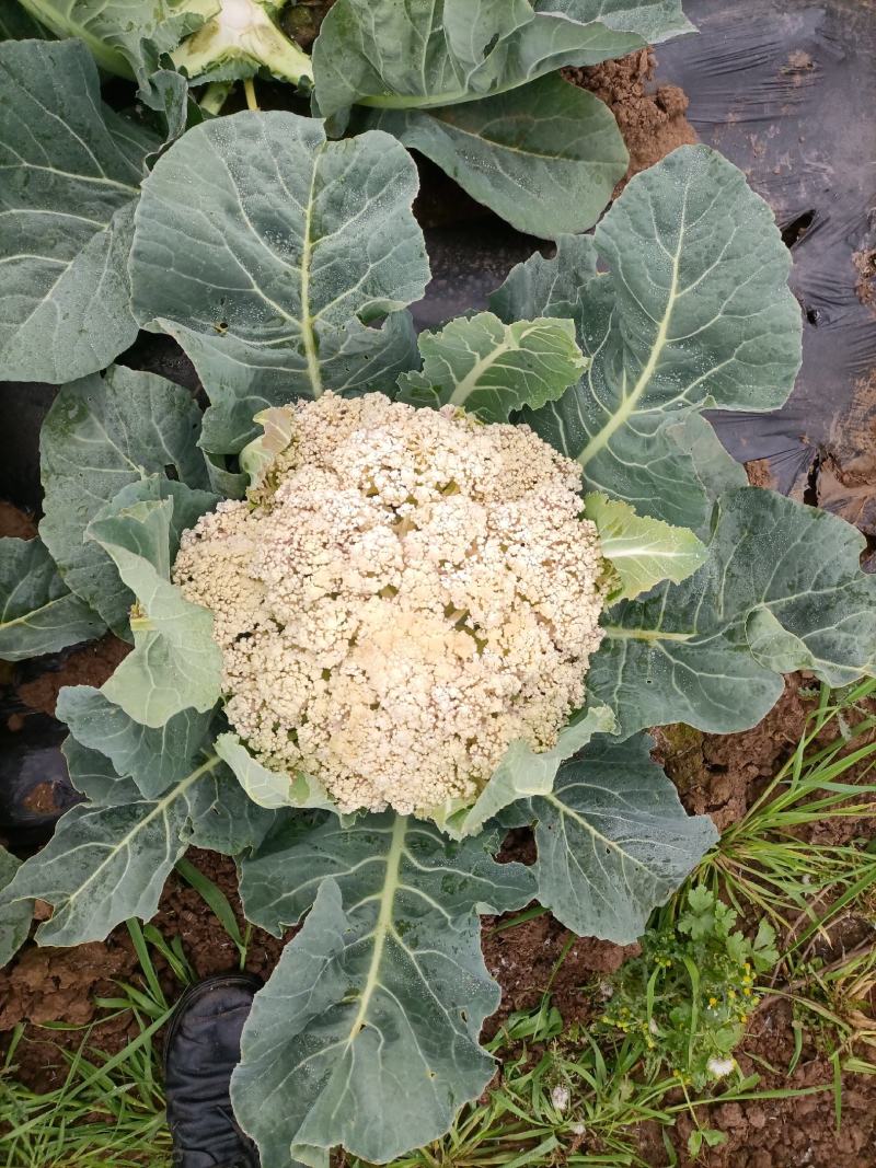 松花菜陕西基地直供一手货源品质保证诚信经营！