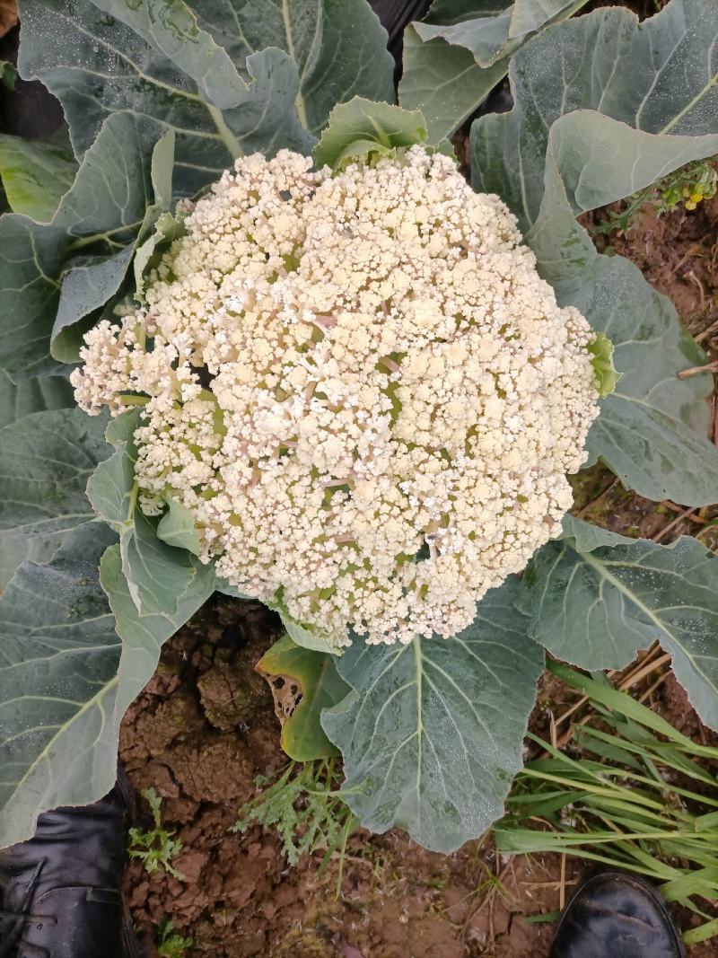 松花菜陕西基地直供一手货源品质保证诚信经营！