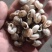 冷背中药材蜗牛壳瓜牛旱蜗牛干货，净货，无肉！