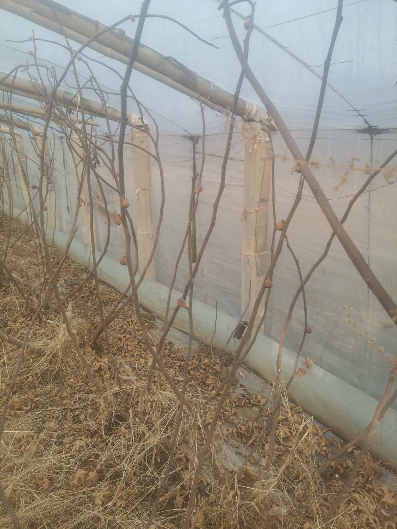 自家种植的无花果树因占地低价处理金傲芬和波姬红