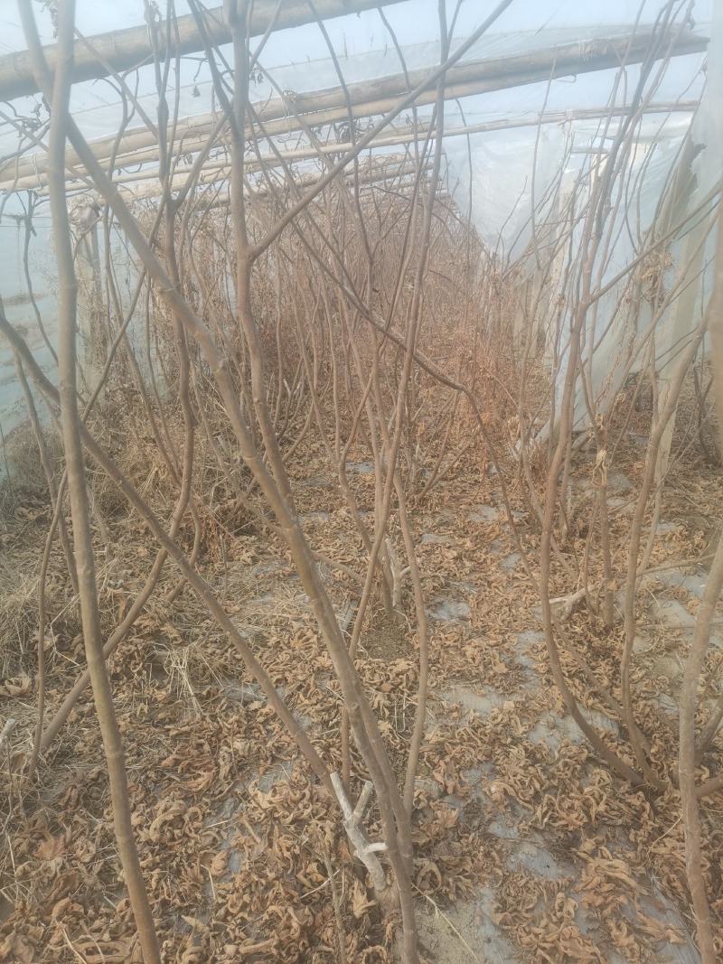 自家种植的无花果树因占地低价处理金傲芬和波姬红