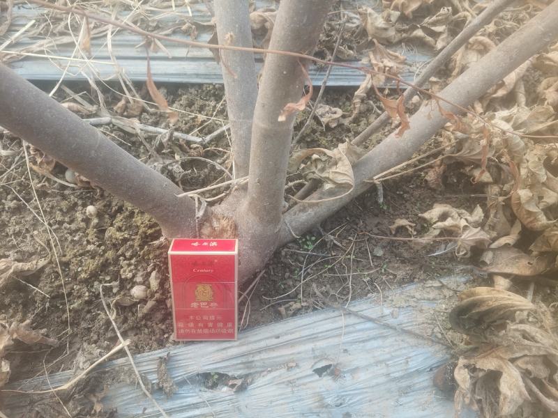 自家种植的无花果树因占地低价处理金傲芬和波姬红