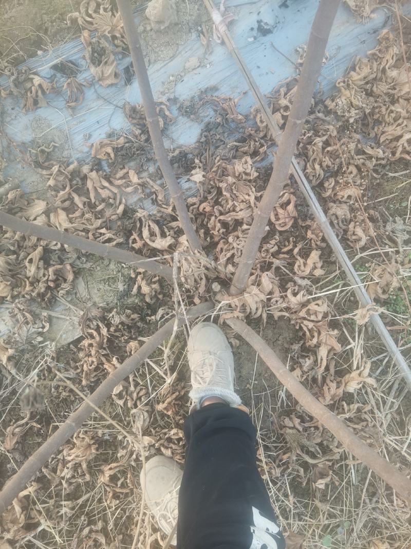 自家种植的无花果树因占地低价处理金傲芬和波姬红