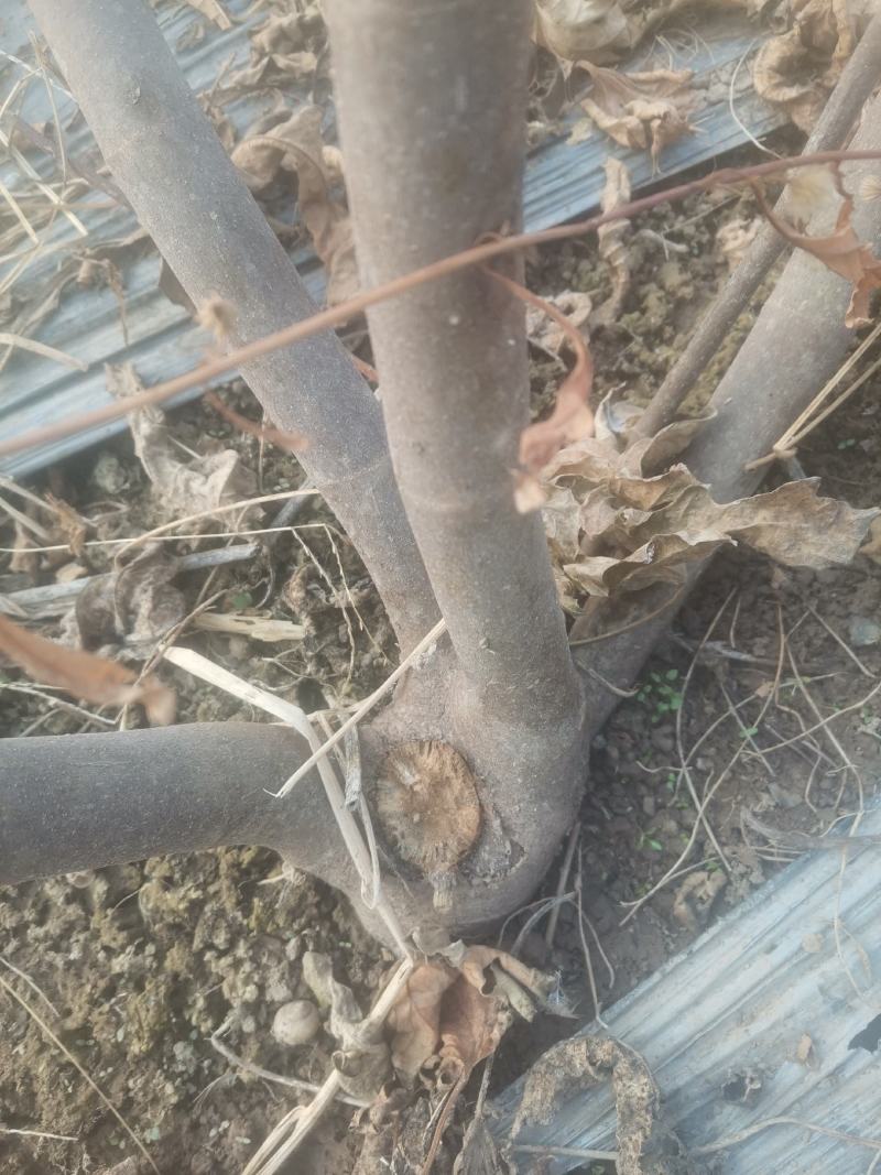 自家种植的无花果树因占地低价处理金傲芬和波姬红