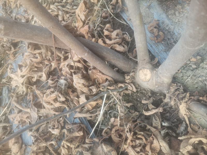自家种植的无花果树因占地低价处理金傲芬和波姬红