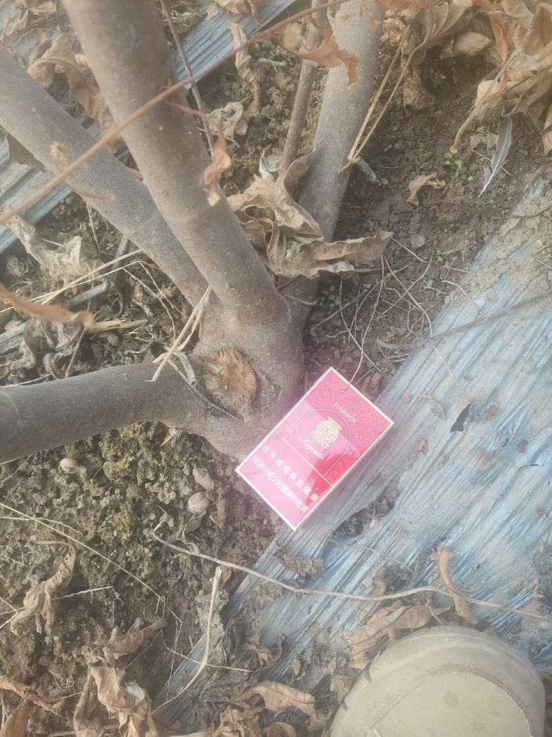 自家种植的无花果树因占地低价处理金傲芬和波姬红