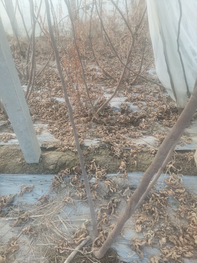 自家种植的无花果树因占地低价处理金傲芬和波姬红