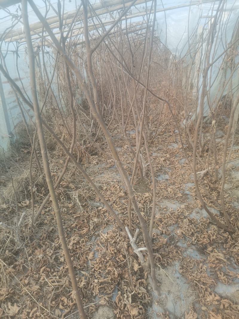 自家种植的无花果树因占地低价处理金傲芬和波姬红