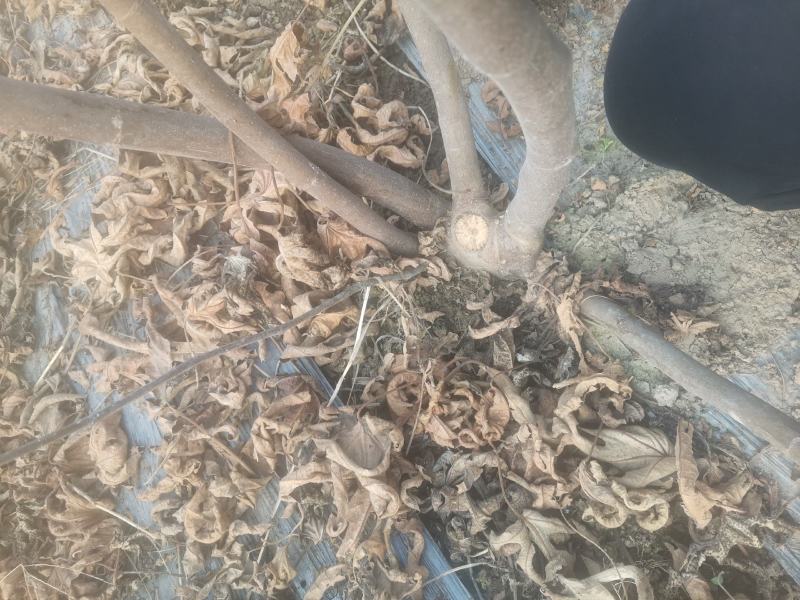 自家种植的无花果树因占地低价处理金傲芬和波姬红