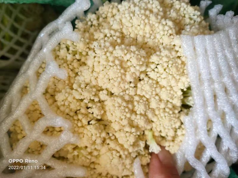 松花菜陕西基地直供一手货源品质保证诚信经营！