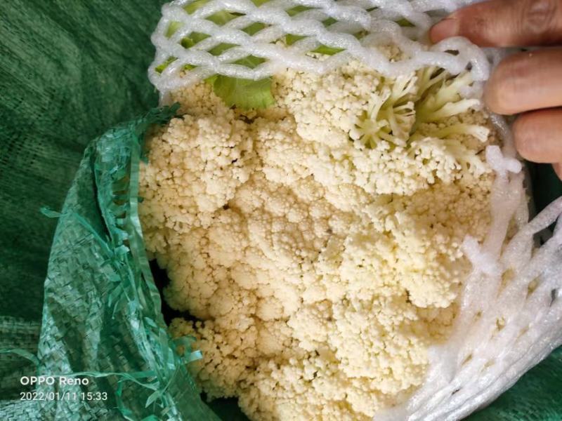 松花菜陕西基地直供一手货源品质保证诚信经营！